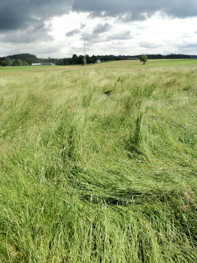 Wolken aus Gras  unter den Gewitterwolken