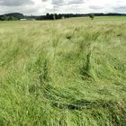 Wolken aus Gras  unter den Gewitterwolken