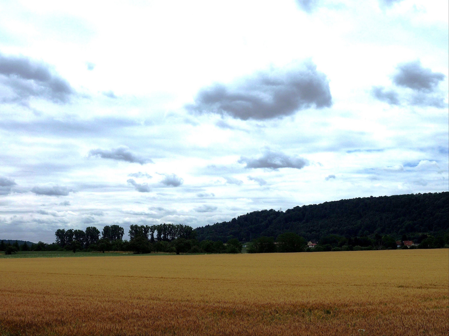 Wolken, Bäume und das Kornfeld