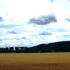 Wolken, Bäume und das Kornfeld