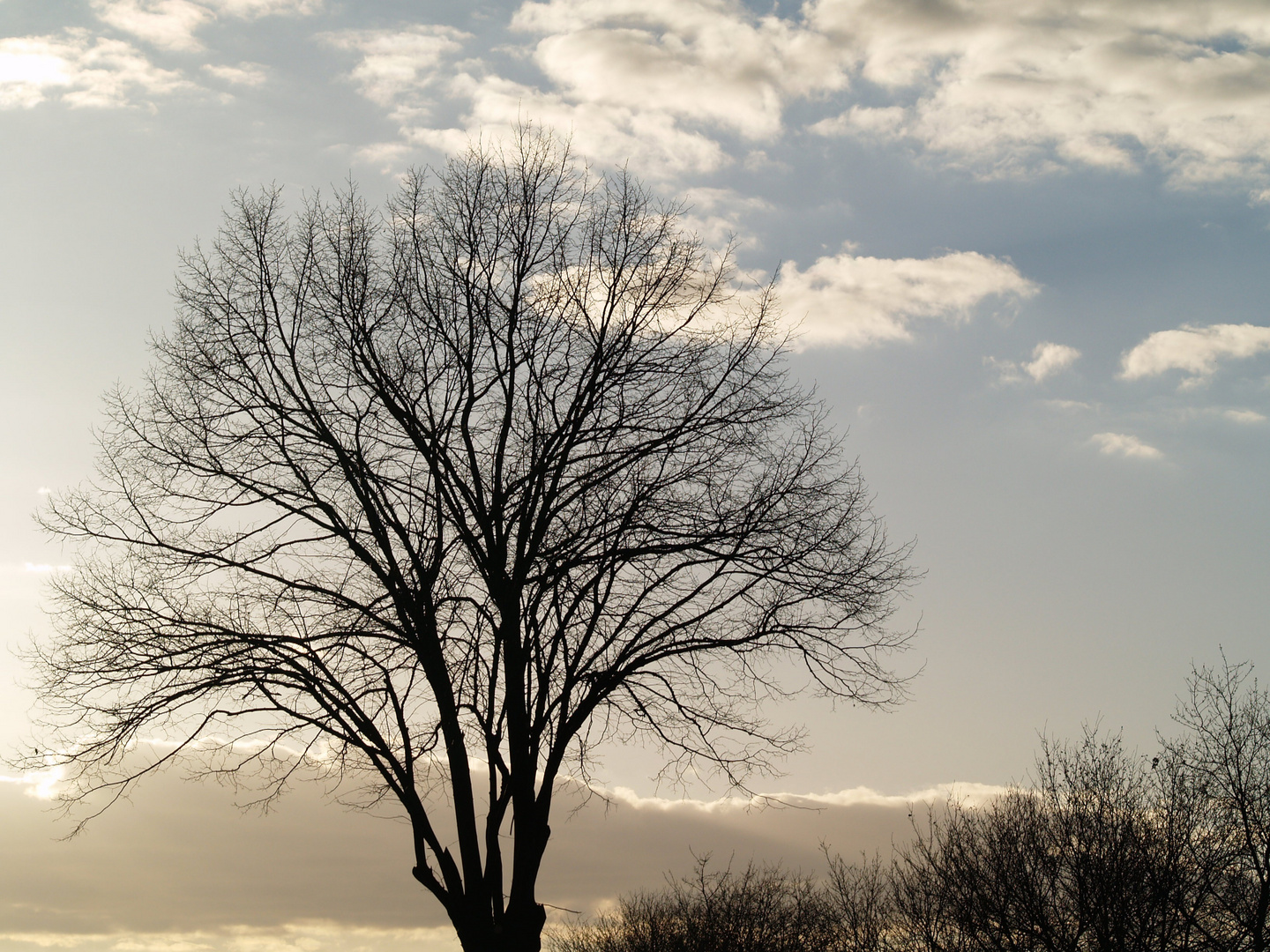 Wolken - Baum ?