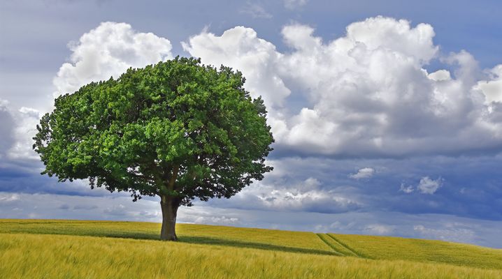 Wolken , Baum und Acker...