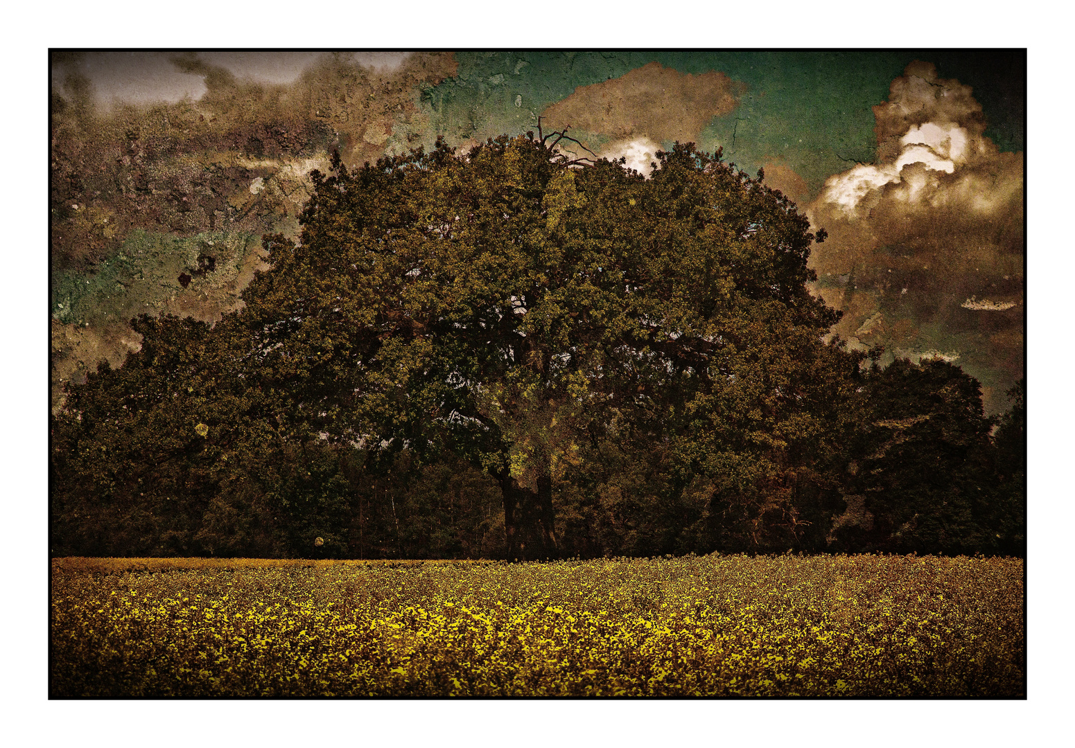 Wolken, Baum und Raps