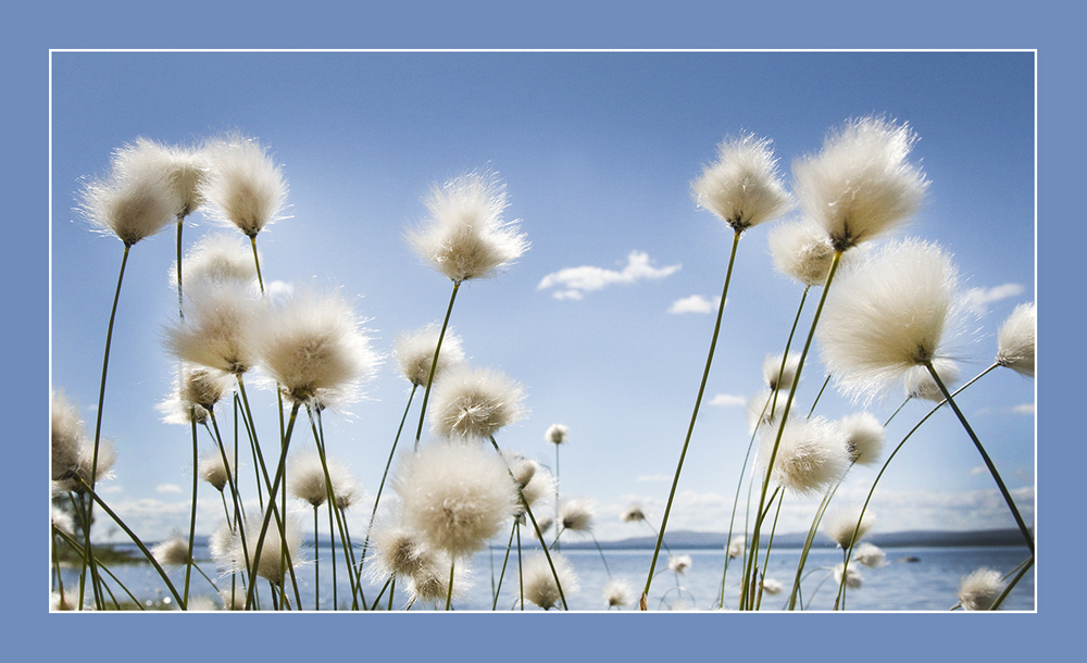 wolken-blüten