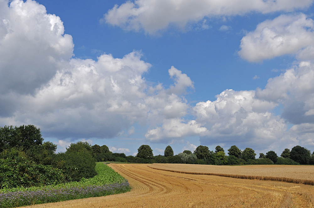 Wolken – Feld mit Bienenweide