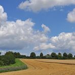 Wolken – Feld mit Bienenweide