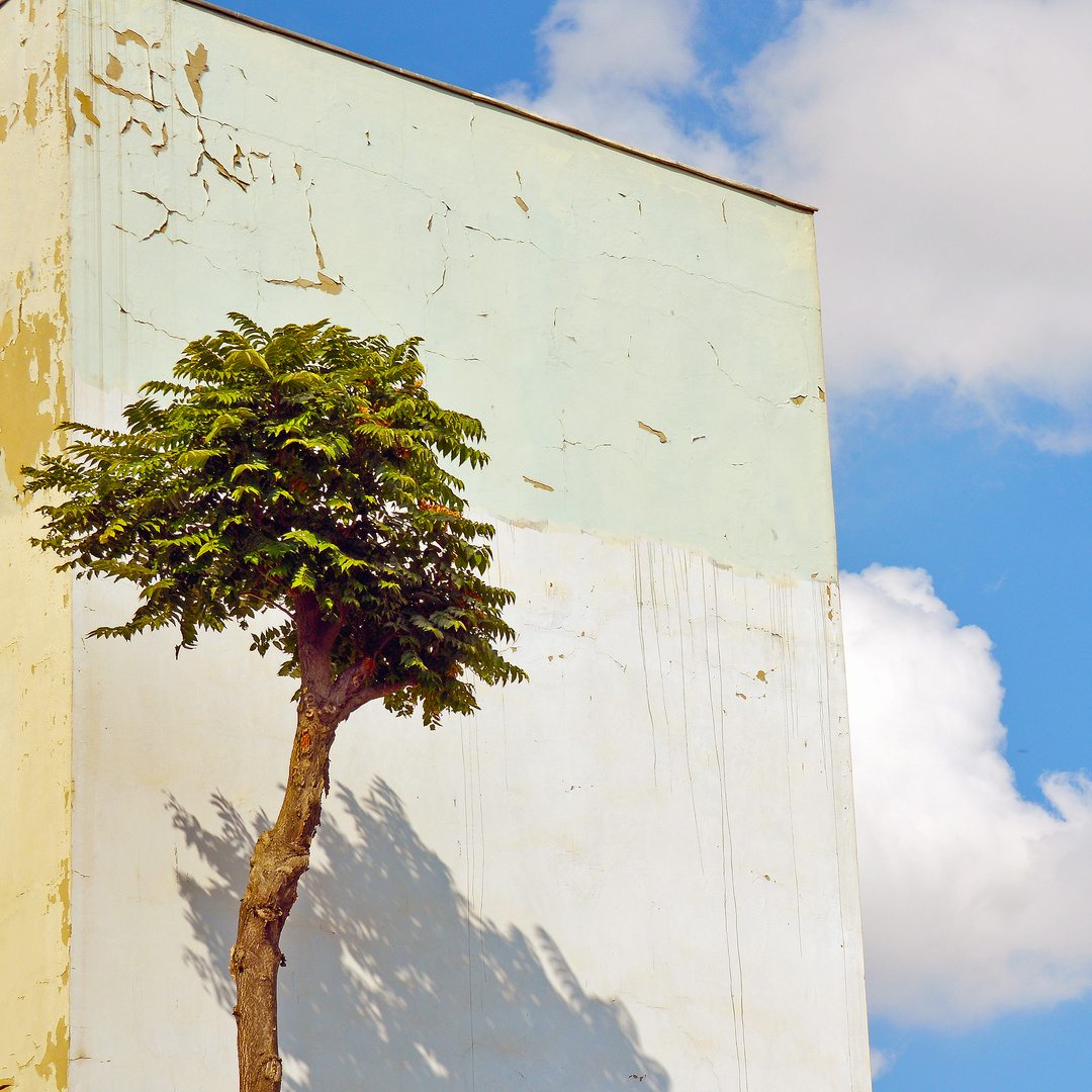 wolken, himmel, baum und wände