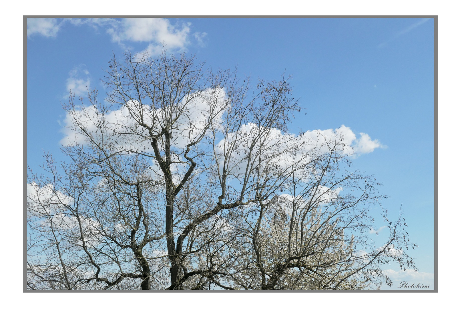 Wolken hinter den Ästen