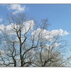 Wolken hinter den Ästen