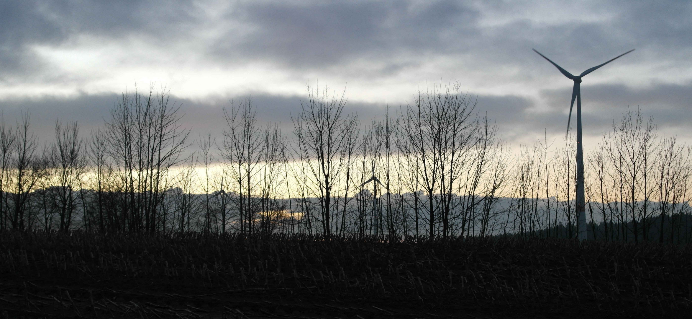 wolken hinter Sträuchern