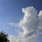 Wolken Hund