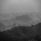 wolken im wald