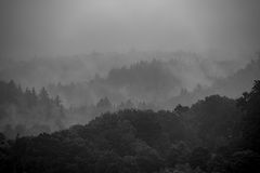 wolken im wald