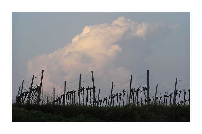 wolken im weingarten