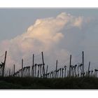 wolken im weingarten