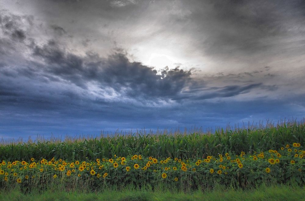 Wolken, Mais & Sonnenblumen