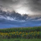 Wolken, Mais & Sonnenblumen