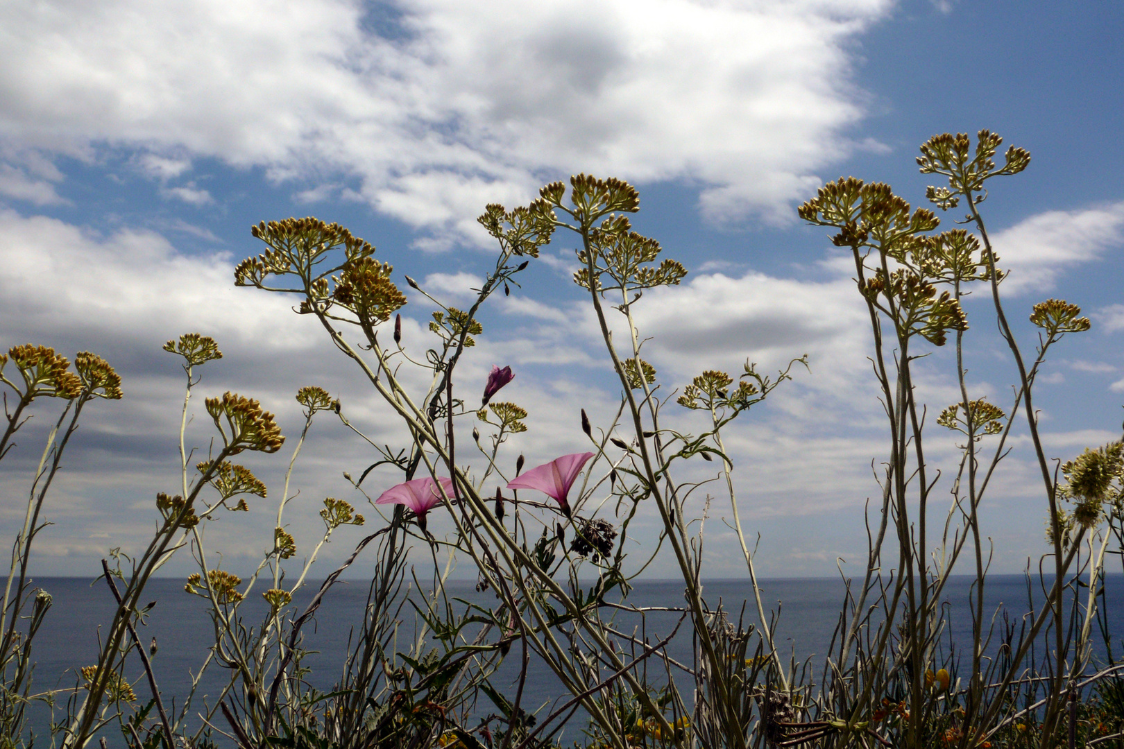 Wolken, Meer und Wildblumen