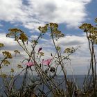 Wolken, Meer und Wildblumen