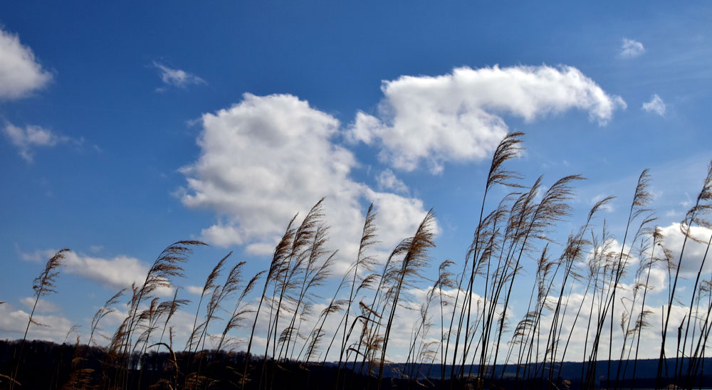 Wolken mit Schilf