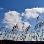 Wolken mit Schilf