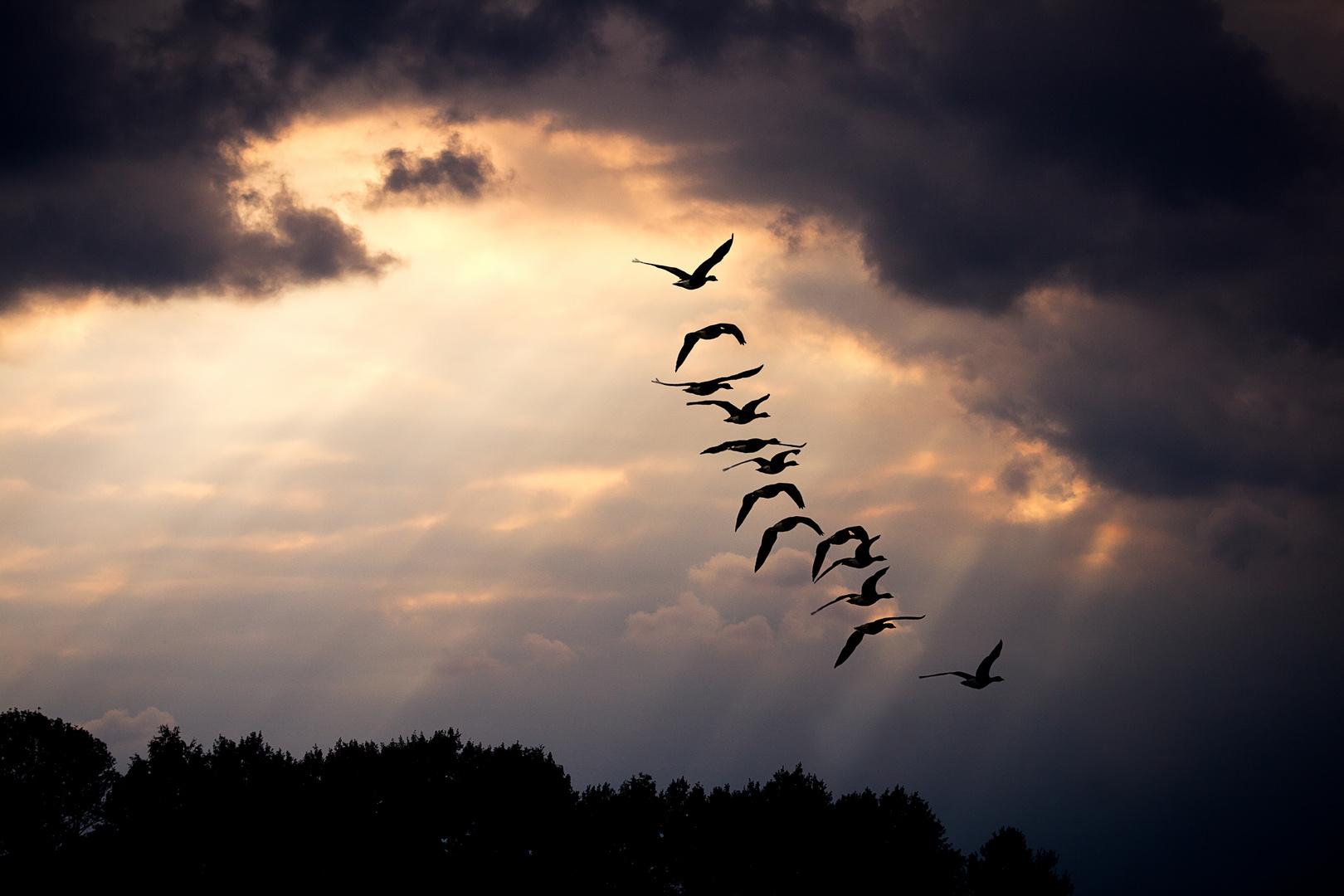 Wolken mit Vogelschwarm I