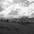 Wolken - Palmen - Lavasand