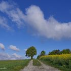 Wolken... Raps... Bäume...