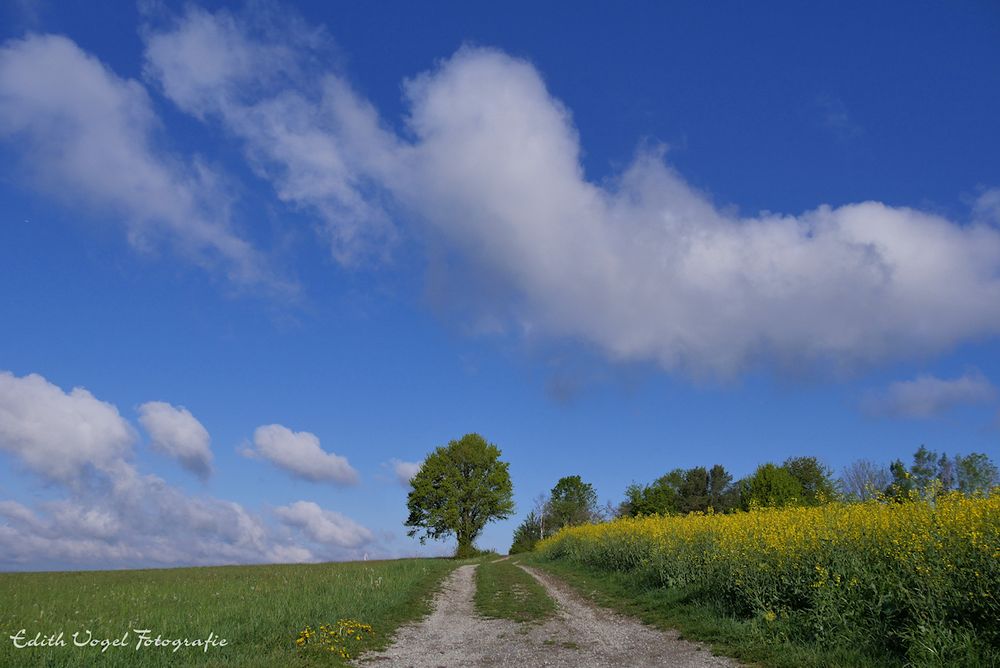 Wolken... Raps... Bäume...