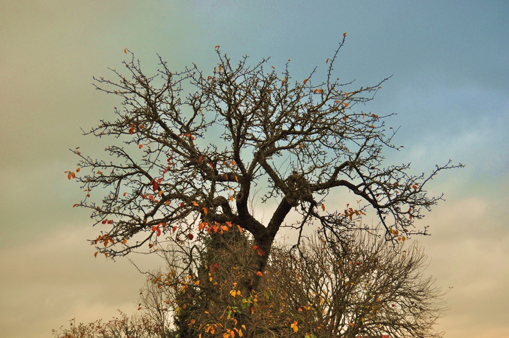 Wolken sammeln sich um den knorrigen Baum