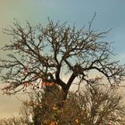 Wolken sammeln sich um den knorrigen Baum