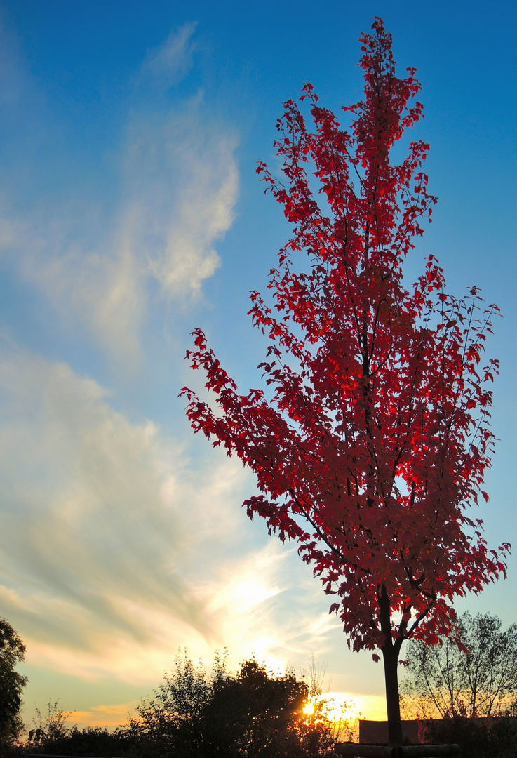 Wolken, Sonne, Herbstliche Bäume