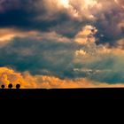 Wolken über Baumgruppe