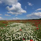 Wolken über dem Feld