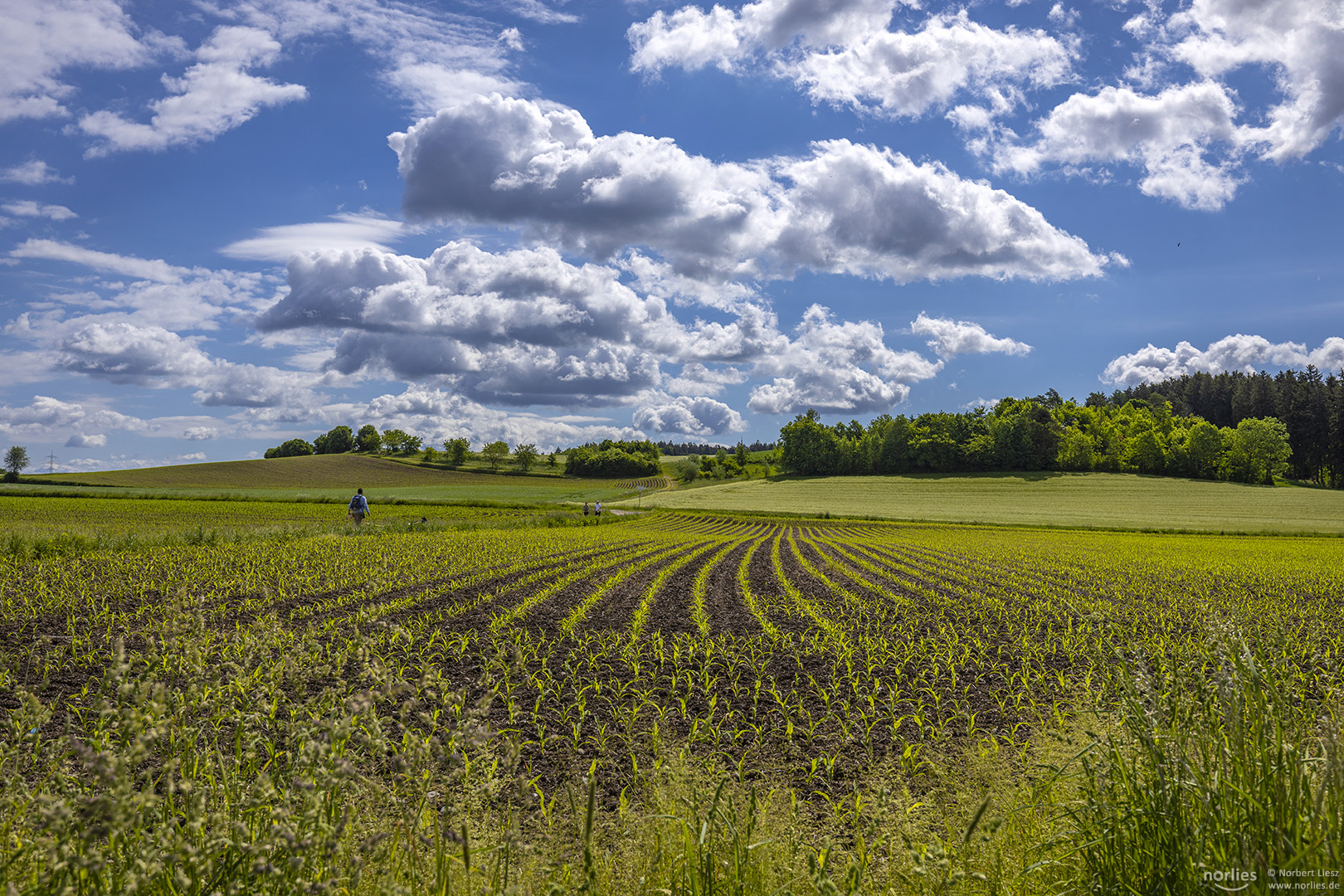 Wolken über dem Feld