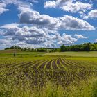 Wolken über dem Feld