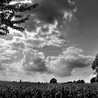 Wolken über dem Feld