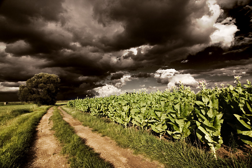 Wolken über dem Feld