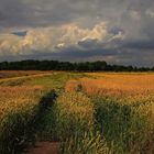 Wolken über dem Kornfeld