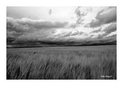 Wolken über dem Kornfeld