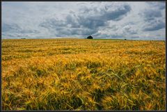 Wolken über dem Kornfeld  II