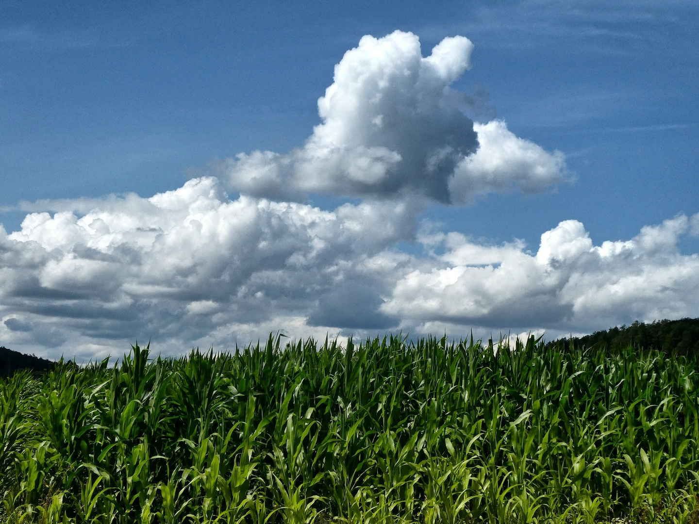 Wolken über dem Maisfeld