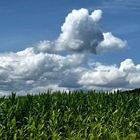 Wolken über dem Maisfeld
