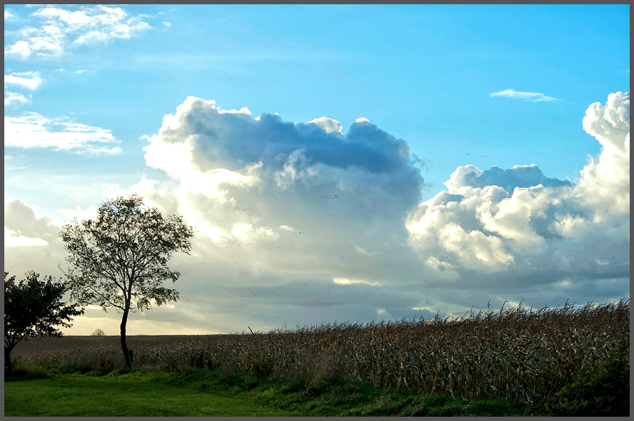 ... wolken über dem maisfeld ...