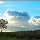 ... wolken über dem maisfeld ...