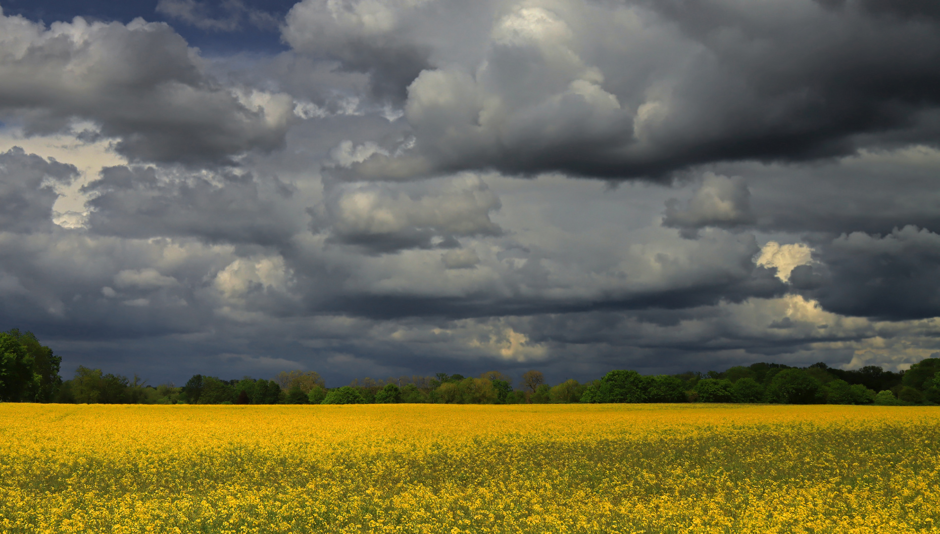 Wolken über dem Rapsfeld