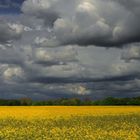 Wolken über dem Rapsfeld