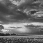 Wolken über dem Rapsfeld