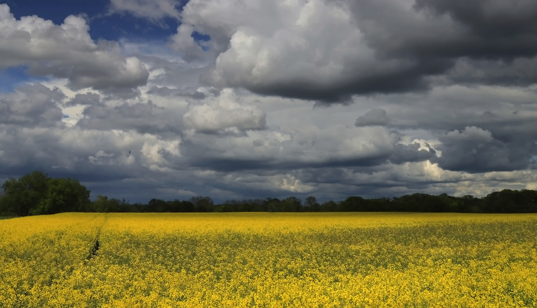 Wolken über dem Rapsfeld (2)