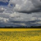 Wolken über dem Rapsfeld (2)